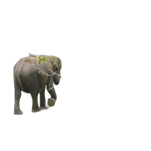 animal, creature, staff, hat transparent PNG cut-out