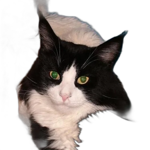 animal, staff, creature, face transparent PNG cut-out