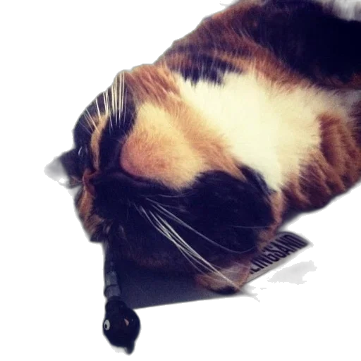 staff, animal, hat, creature transparent PNG cut-out