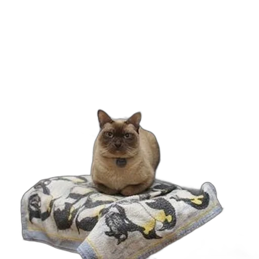 animal, furniture, creature, jacket transparent PNG cut-out