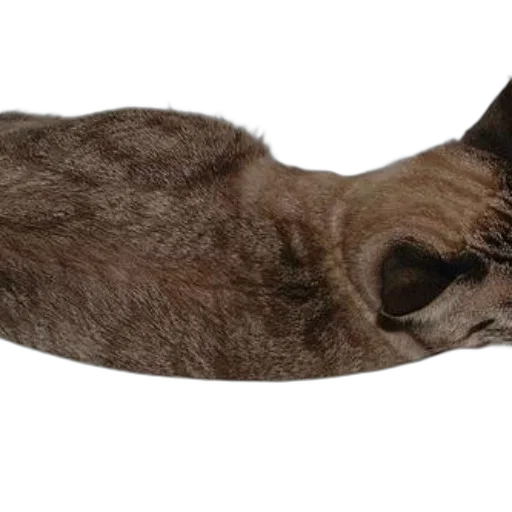 animal, staff, creature, hat transparent PNG cut-out