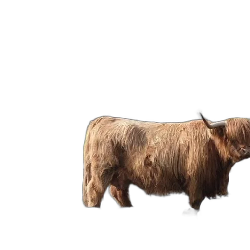 animal, hair, creature, furniture transparent PNG cut-out