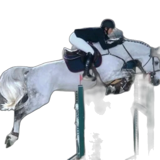 rider, white, horse, jumps transparent PNG cut-out