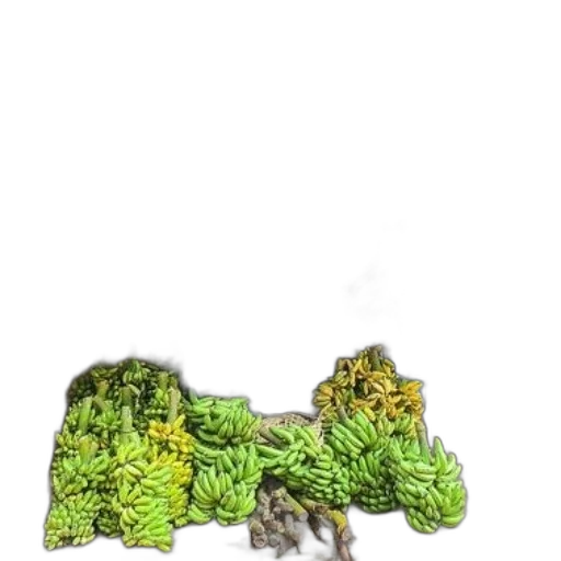 dragon, crown, tree, animal transparent PNG cut-out
