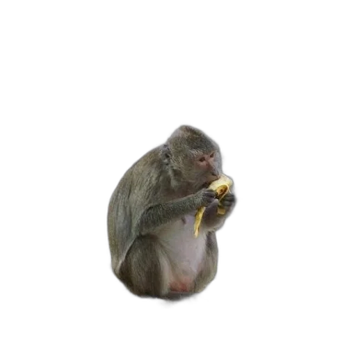 food, animal, creature, staff transparent PNG cut-out