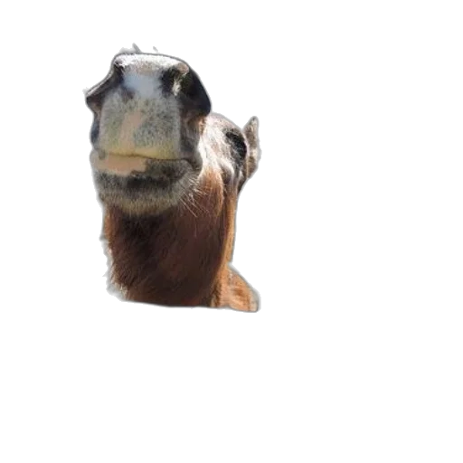 animal, creature, face, hat transparent PNG cut-out