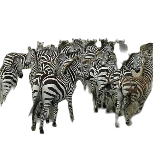 animal, jewelry, shoes, furniture transparent PNG cut-out