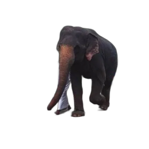 animal, staff, creature, weapon transparent PNG cut-out