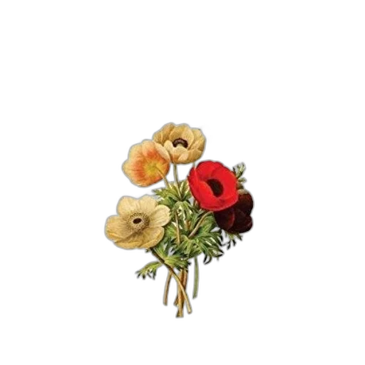 flower, jewelry, crown, hat transparent PNG cut-out