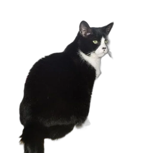 animal, staff, creature, robot transparent PNG cut-out