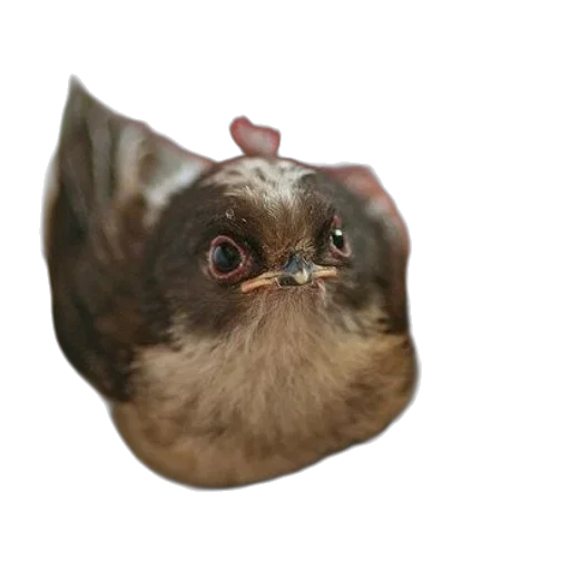 animal, creature, mask, face transparent PNG cut-out