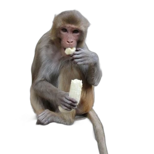 animal, food, creature, staff transparent PNG cut-out