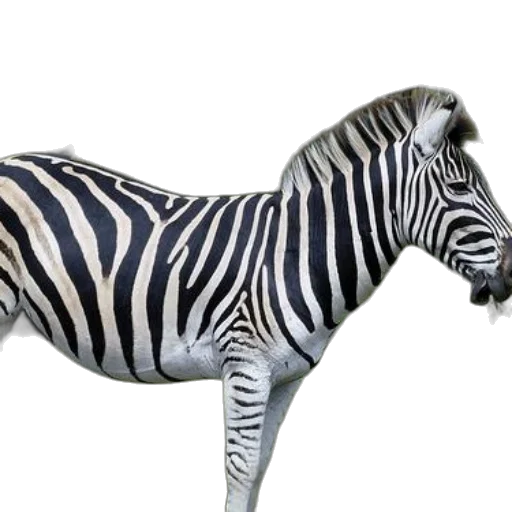 animal, creature, jewelry, furniture transparent PNG cut-out
