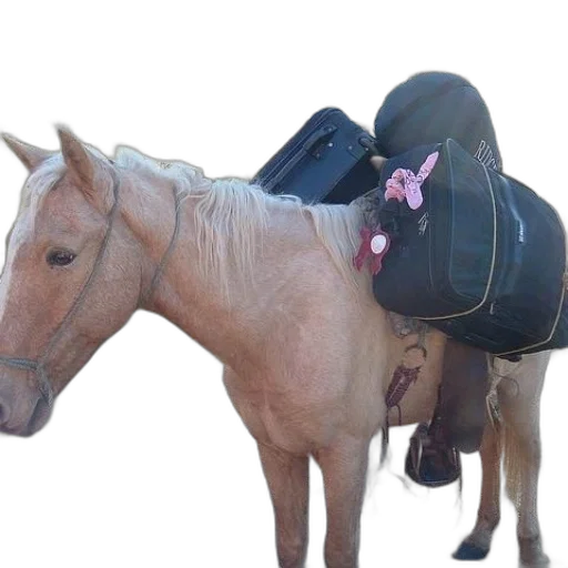 hat, animal, jacket, crown transparent PNG cut-out