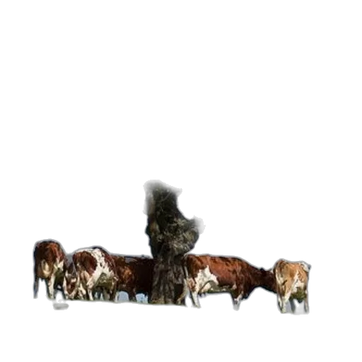 animal, furniture, crown, staff transparent PNG cut-out