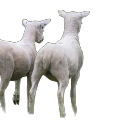 animal, 3d render, photorealistic, concept art transparent PNG cut-out