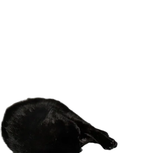 animal, creature, staff, hat transparent PNG cut-out