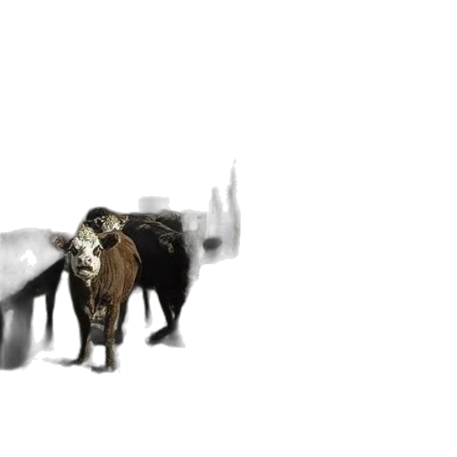 animal, creature, weapon, dragon transparent PNG cut-out