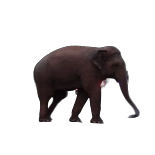 animal, creature, weapon, staff transparent PNG cut-out