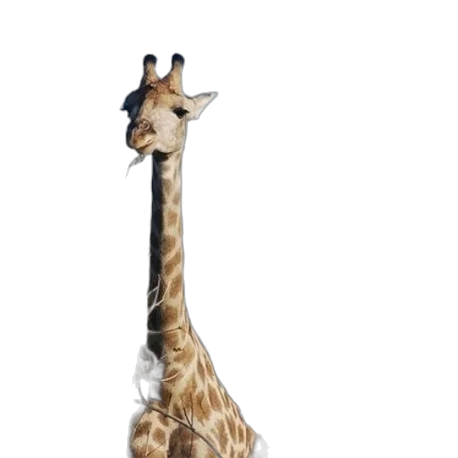 animal, creature, staff, hat transparent PNG cut-out