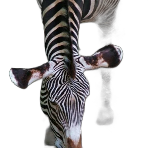 animal, creature, staff, jewelry transparent PNG cut-out