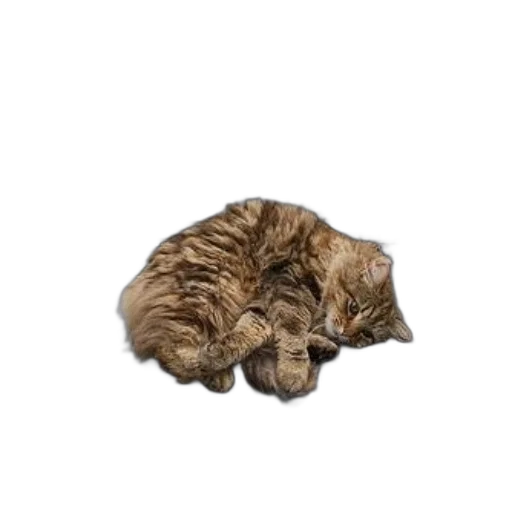 animal, staff, jacket, creature transparent PNG cut-out