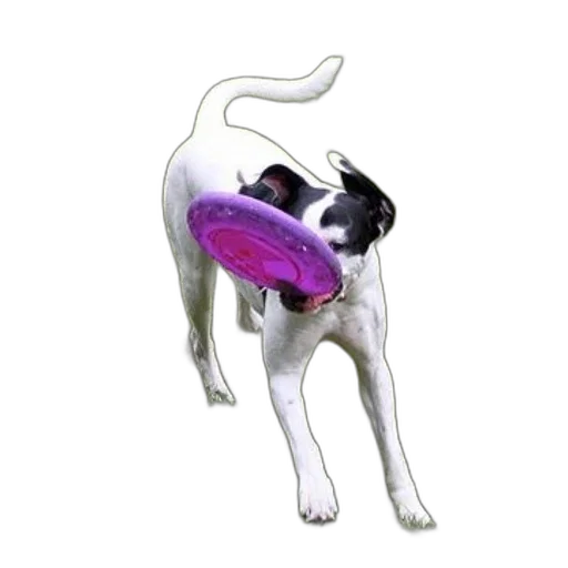 animal, creature, staff, umbrella transparent PNG cut-out