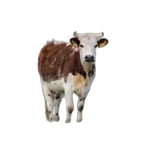 animal, creature, face, food transparent PNG cut-out
