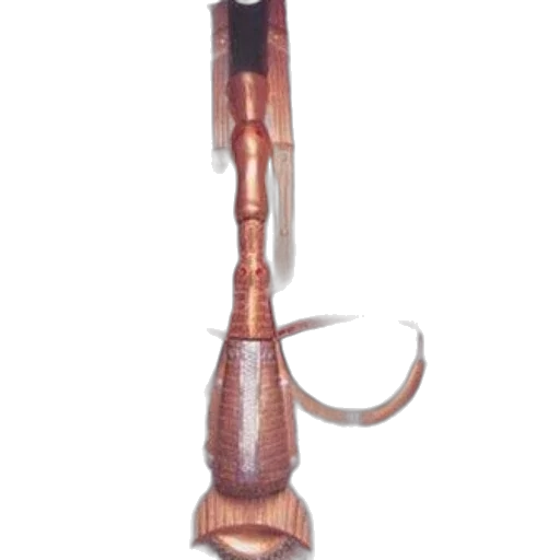 staff, weapon, sword, bottle transparent PNG cut-out