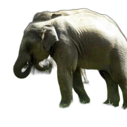 animal, creature, staff, 3d render transparent PNG cut-out
