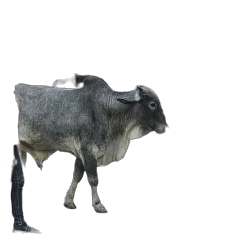 animal, creature, food, robot transparent PNG cut-out