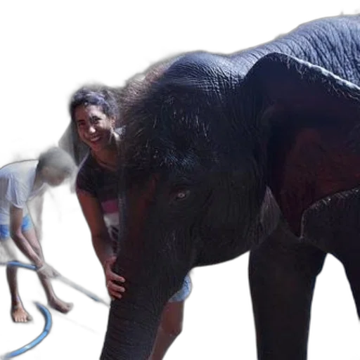 animal, creature, staff, umbrella transparent PNG cut-out