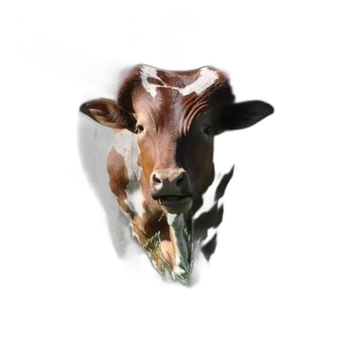 animal, jewelry, mask, face transparent PNG cut-out