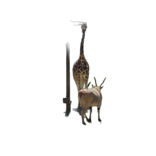 staff, animal, furniture, weapon transparent PNG cut-out