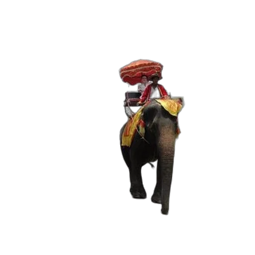 animal, hat, staff, creature transparent PNG cut-out