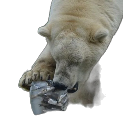 shoes, animal, mask, creature transparent PNG cut-out
