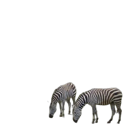 animal, creature, furniture, shoes transparent PNG cut-out