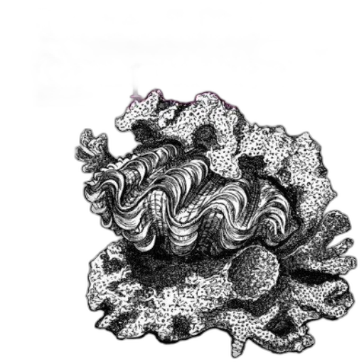crown, hair, jewelry, flower transparent PNG cut-out