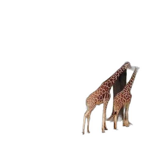 shoes, animal, furniture, creature transparent PNG cut-out
