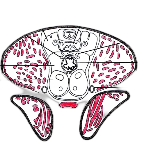 robot, food, concept art, cartoon transparent PNG cut-out