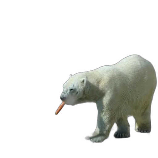 animal, creature, food, staff transparent PNG cut-out