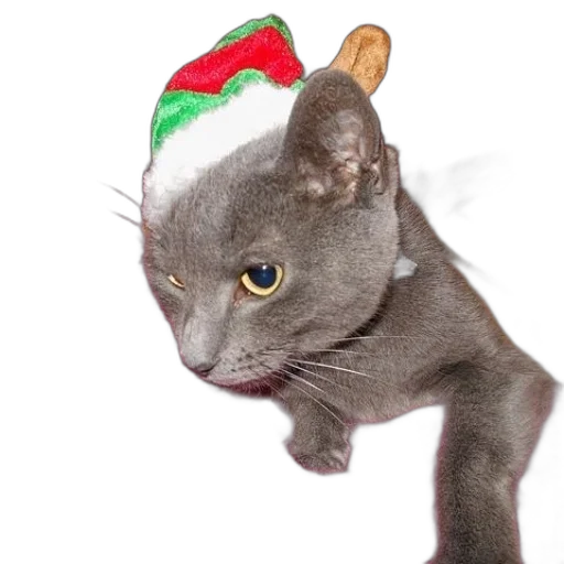 hat, staff, animal, creature transparent PNG cut-out
