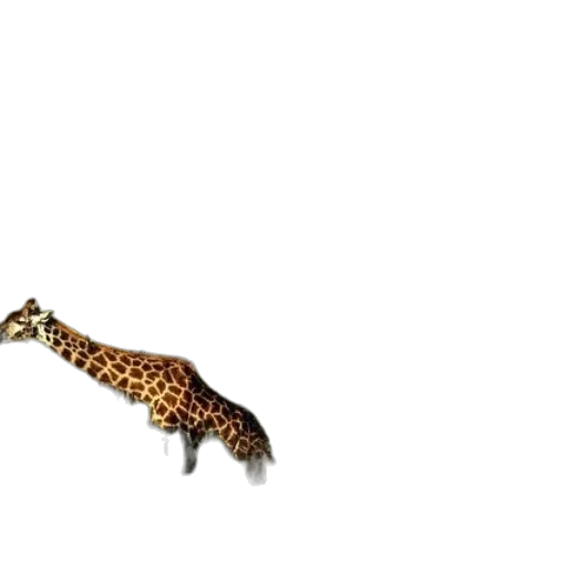 animal, creature, dragon, shoes transparent PNG cut-out