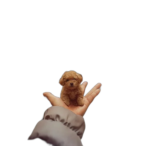hair, animal, creature, hat transparent PNG cut-out