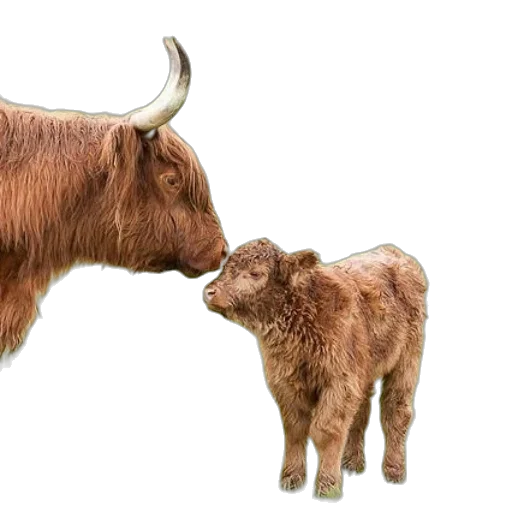 animal, food, photorealistic, mother transparent PNG cut-out