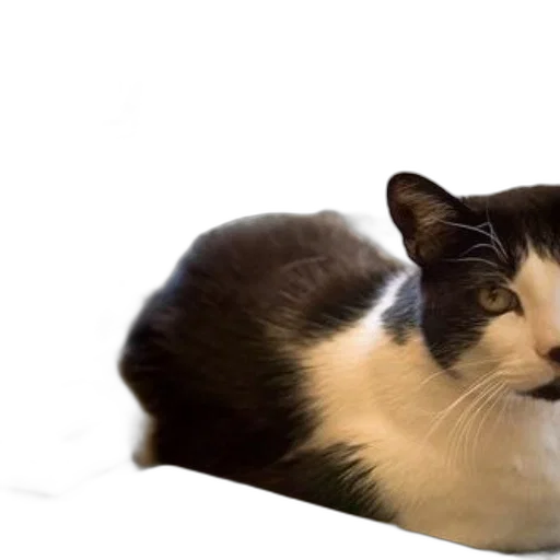 animal, creature, hat, food transparent PNG cut-out