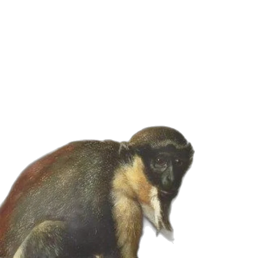 animal, creature, staff, hat transparent PNG cut-out
