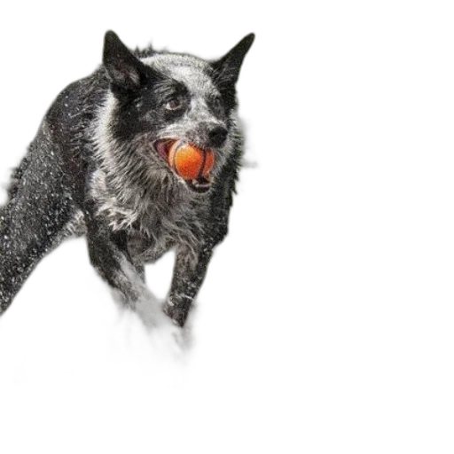 animal, creature, food, dragon transparent PNG cut-out
