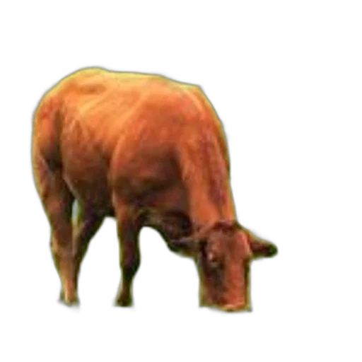 animal, creature, food, jewelry transparent PNG cut-out