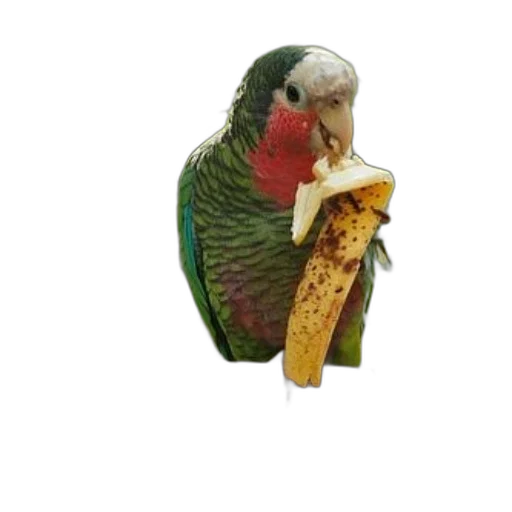 animal, food, creature, staff transparent PNG cut-out